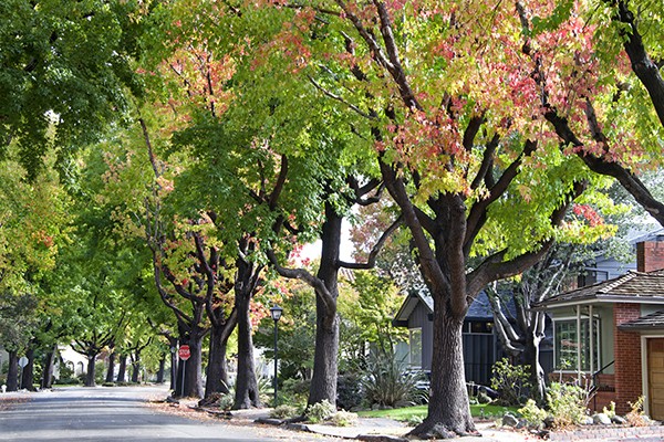 Healthy trees on a street